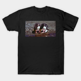 Royal Penguins Collecting Pebbles For Their Nest T-Shirt